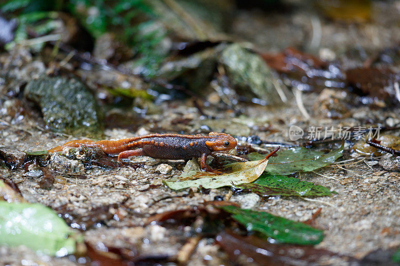 动物:成年喜马拉雅蝾螈(Tylototriton verrucosus)，也被称为鳄鱼蝾螈、鳄鱼蝾螈、喜马拉雅蝾螈和红节蝾螈。